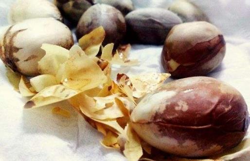 菠蘿蜜的核能吃嗎?菠蘿蜜的核怎么吃?吃菠蘿蜜核的注意事項(xiàng)