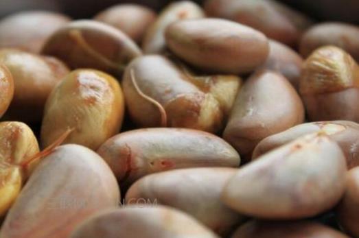 菠蘿蜜的營養價值 菠蘿蜜圖片 菠蘿蜜的核怎么吃