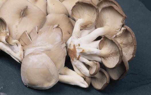 吃蘑菇上火嗎?蘑菇的營養價值 蘑菇的功效與作用
