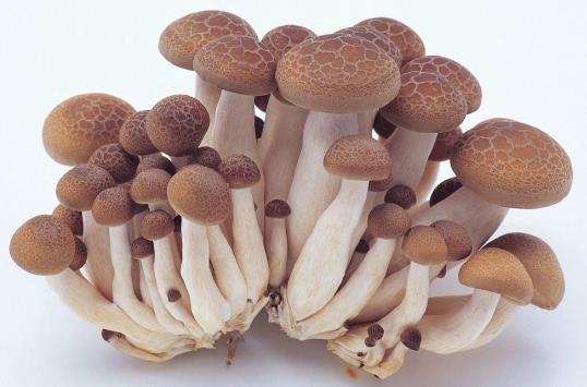 吃蘑菇上火嗎?蘑菇的營養價值 蘑菇的功效與作用