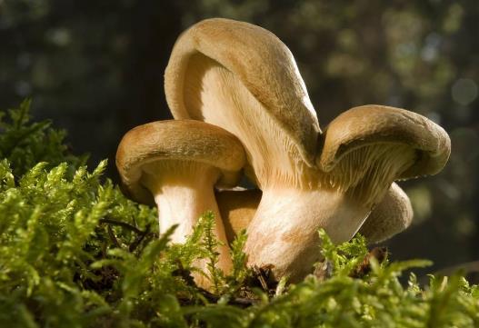 吃蘑菇上火嗎?蘑菇的營養價值 蘑菇的功效與作用