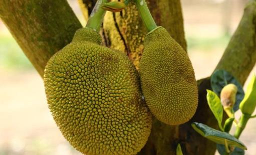 吃菠蘿蜜的好處和壞處 吃菠蘿蜜的禁忌