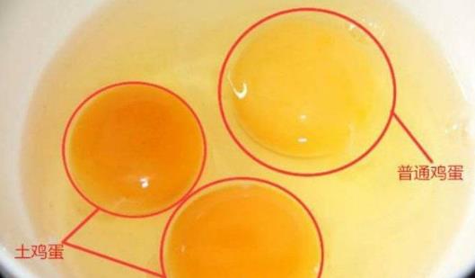 土雞蛋與普通雞蛋有什么區別 土雞蛋與普通雞蛋營養價值對比分析