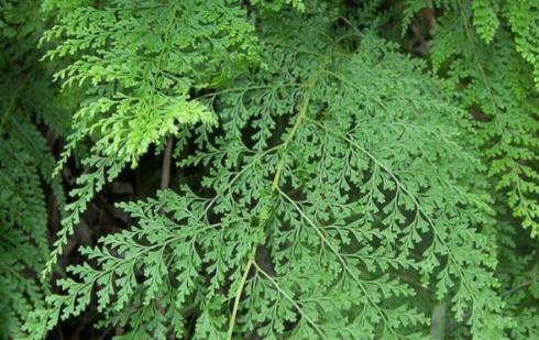 烏韭的營養價值是什么?吃烏韭的好處