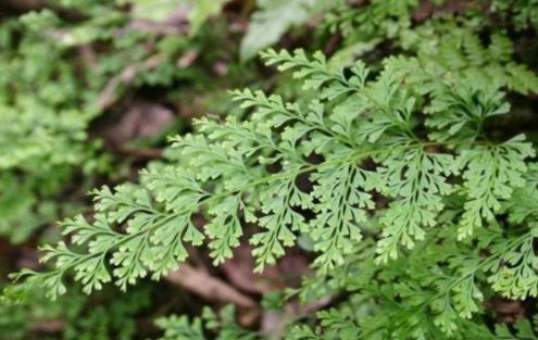 烏韭的營養價值是什么?吃烏韭的好處