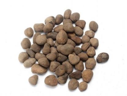 大風(fēng)子是什么?大風(fēng)子有什么作用