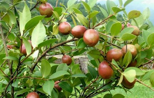 油茶是什么?油茶有哪些價值?