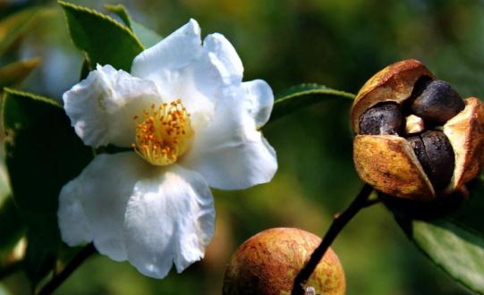 油茶是什么?油茶有哪些價值?