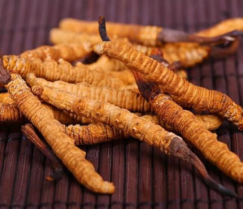 蟲草發霉還能吃嗎?蟲草的營養價值是什么