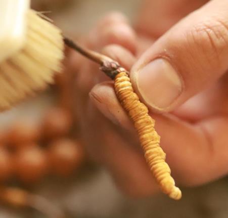 蟲草發霉還能吃嗎?蟲草的營養價值是什么