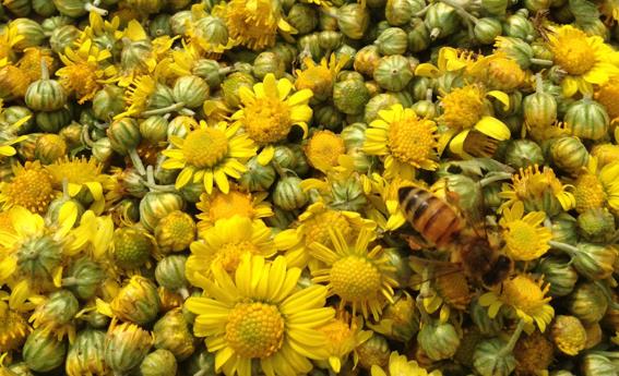 菊花茶功效及作用,喝菊花茶有哪些禁忌?