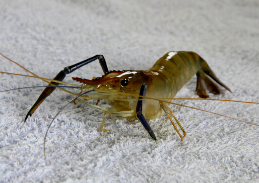 河蝦和龍蝦怎么洗?怎么進行河蝦的冷凍處理