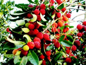 楊梅怎么洗?怎么制作楊梅干