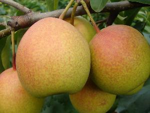 怎樣挑選梨？如何挑選到好吃的梨