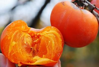 怎么吃柿子不沾手?巧吃柿子不沾手的方法