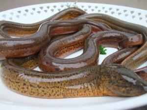 怎樣清洗黃鱔?黃鱔怎么清洗才沒腥味