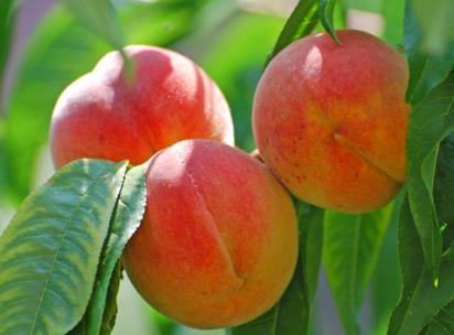 桃子如何保存?桃子的儲存方法