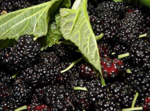 如何挑選新鮮桑葚?桑葚的挑選方法