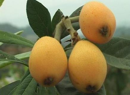 如何挑選枇杷?枇杷怎么做好吃