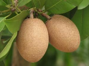 人心果怎么吃?人心果的食用禁忌