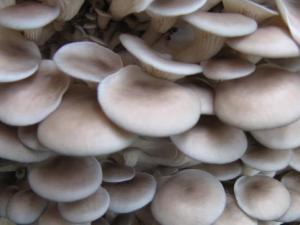 怎樣清洗平菇最干凈?平菇的清洗方法