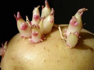 土豆怎么存放不宜發芽?土豆發芽了怎么辦