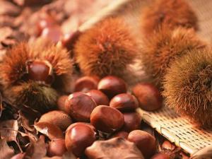 板栗怎么保存?板栗的儲(chǔ)存方法