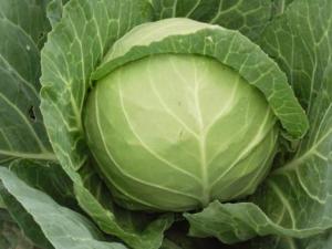 如何挑選新鮮的甘藍菜?甘藍菜的選購方法