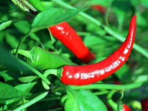 如何挑選新鮮辣椒?辣椒的挑選方法