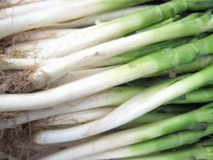 冬天怎樣儲存大蔥?大蔥的儲存方法