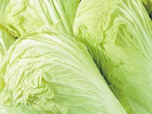 冬季怎樣儲存大白菜?大白菜的儲存方法