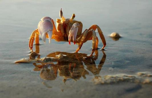 如何保存活的螃蟹?螃蟹的保鮮方法