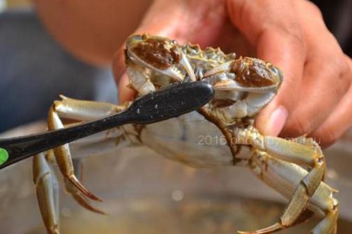 活螃蟹怎么洗?死螃蟹能吃嗎?冷凍螃蟹怎么解凍