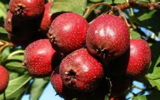 如何快速去除山楂核?去除山楂核的小竅門