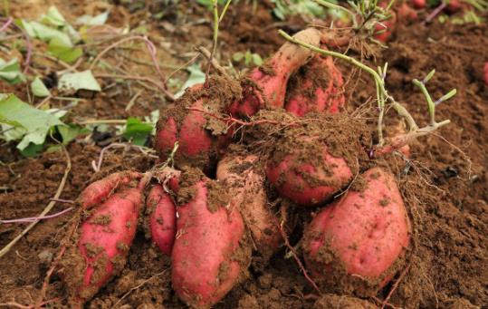 冬天紅薯怎么保存?如何儲(chǔ)存紅薯不會(huì)爛