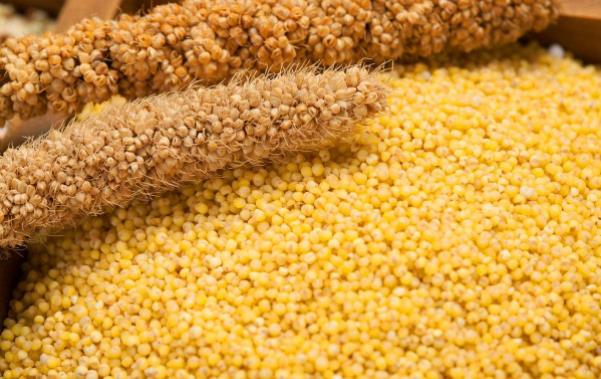 如何保存小米?小米的正確儲存方法