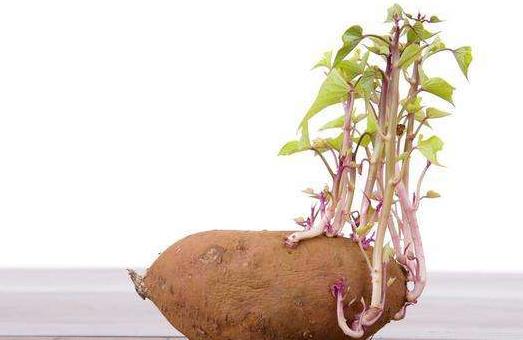 紅薯發(fā)芽了能吃嗎?紅薯有什么功效及作用