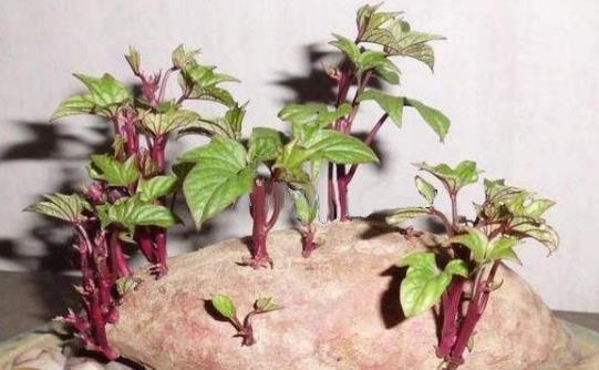 紅薯發(fā)芽了能吃嗎?紅薯有什么功效及作用