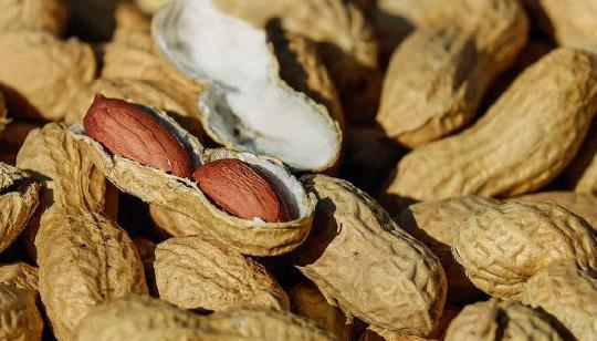 花生發芽了能吃嗎?花生有什么功效及作用?