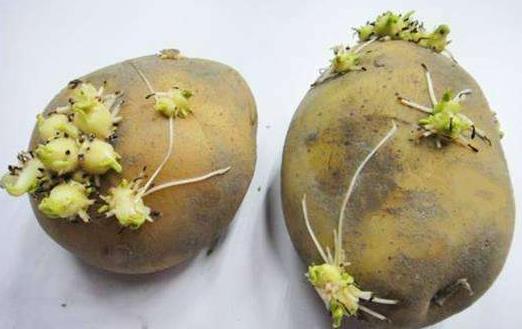 土豆發芽了可以吃嗎?土豆該怎么保存?