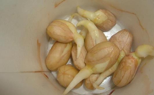 花生發芽了能吃嗎?花生有什么功效及作用?