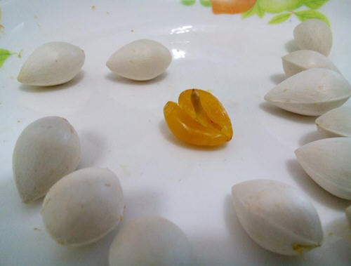 用微波爐給白果去殼步驟圖解:1分鐘白果去掉外殼法1