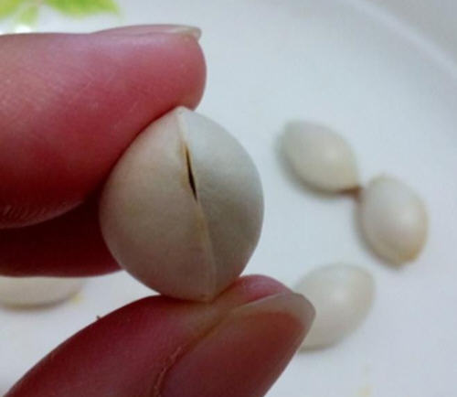 用微波爐給白果去殼步驟圖解:1分鐘白果去掉外殼法2