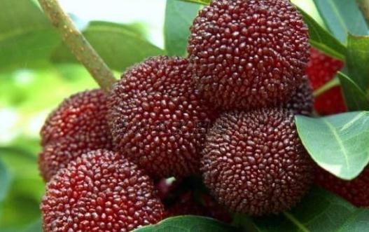 洗過的楊梅可以放進冰箱保鮮嗎?楊梅的正確清洗方法步驟