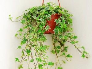 吊蘭的養殖方法-吊蘭葉子變黃怎么辦?