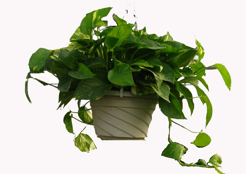 綠蘿葉子發(fā)黃怎么辦?綠蘿怎么養(yǎng)?