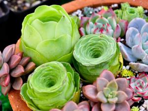 多肉植物怎么養?如何給多肉植物澆水?