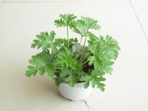 ?驅蚊草是什么?驅蚊草怎么養?