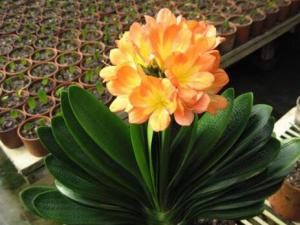 君子蘭葉子發黃的原因-君子蘭爛根怎么辦?