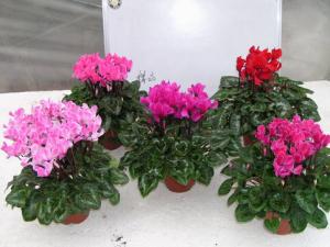 仙客來葉子發黃的原因-仙客來的養殖方法